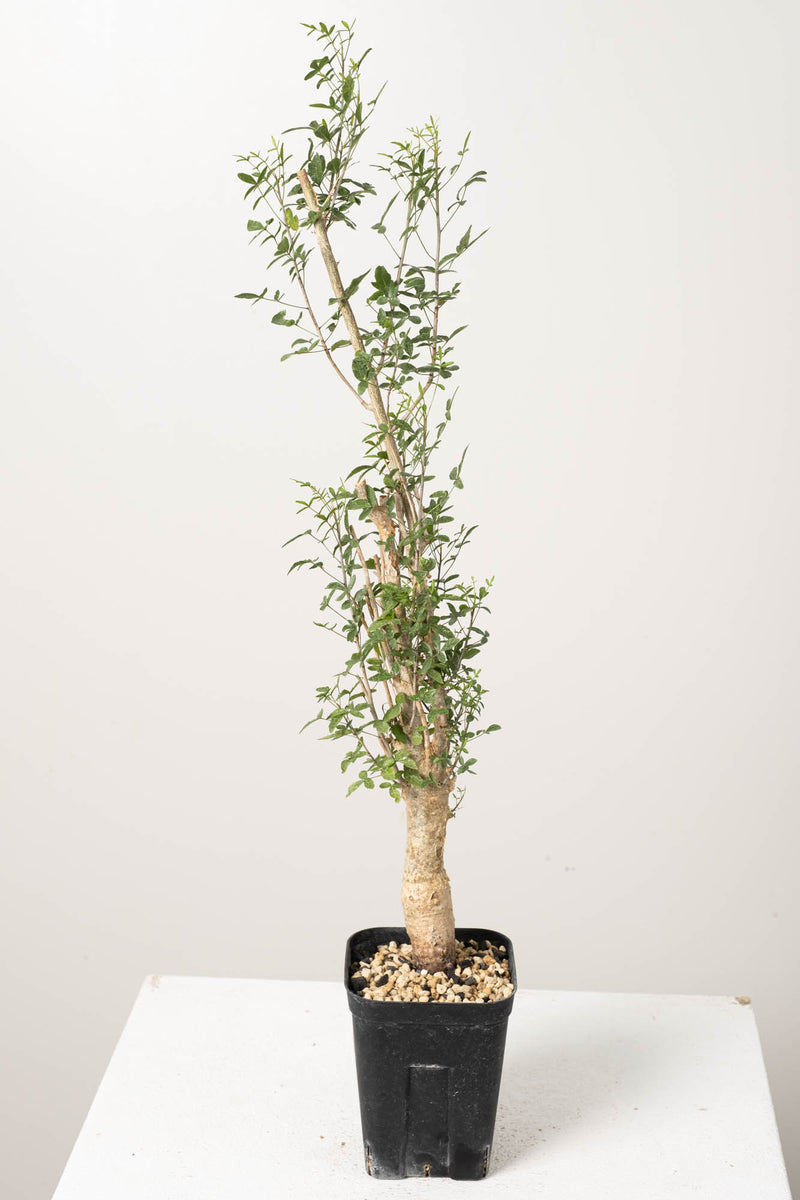 50 発根済  commiphora humbertii　コミフォラ フンベルティ