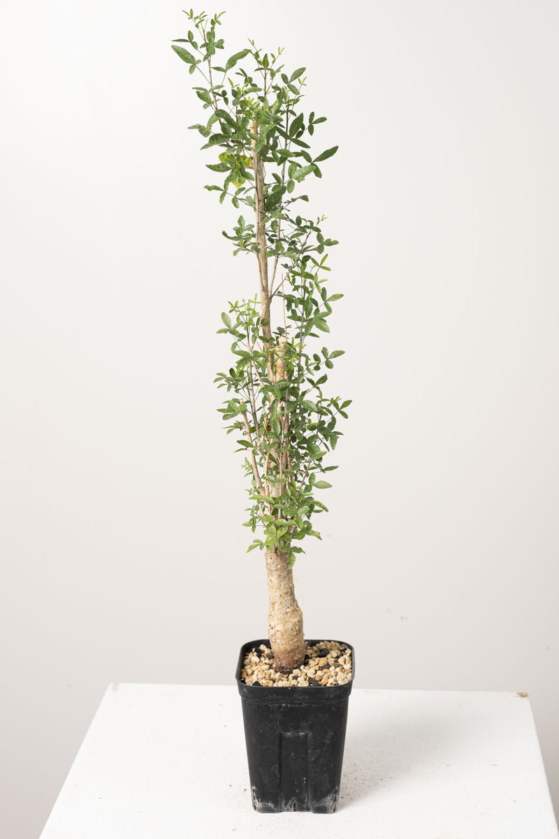 50 発根済  commiphora humbertii　コミフォラ フンベルティ