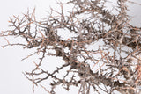 i227- コミフォラ エイル Commiphora sp. somalia eyl
