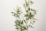 50 発根済  commiphora humbertii　コミフォラ フンベルティ