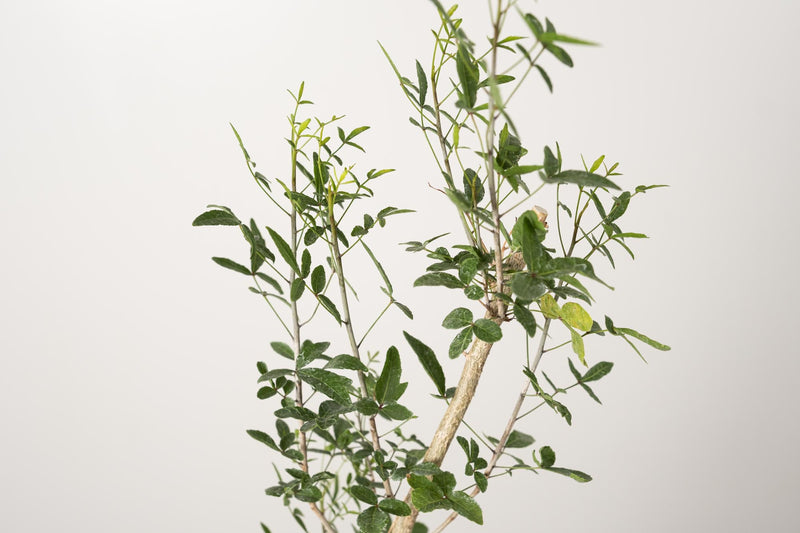 50 発根済  commiphora humbertii　コミフォラ フンベルティ