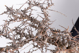 i227- コミフォラ エイル Commiphora sp. somalia eyl