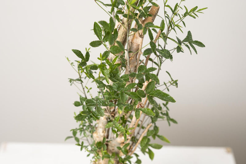 50 発根済  commiphora humbertii　コミフォラ フンベルティ