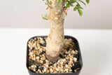 50 発根済  commiphora humbertii　コミフォラ フンベルティ