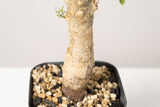 50 発根済  commiphora humbertii　コミフォラ フンベルティ