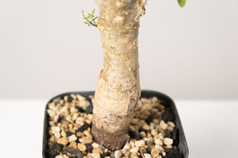 50 発根済  commiphora humbertii　コミフォラ フンベルティ