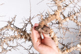 i227- コミフォラ エイル Commiphora sp. somalia eyl
