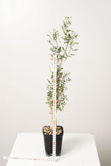 50 発根済  commiphora humbertii　コミフォラ フンベルティ
