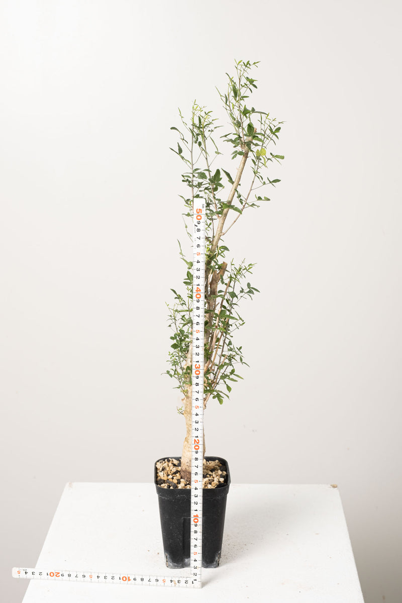 50 発根済  commiphora humbertii　コミフォラ フンベルティ