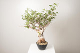 3 発根済  commiphora orbicularis コミフォラ オルビクラリス