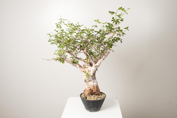 3 発根済  commiphora orbicularis コミフォラ オルビクラリス