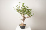 3 発根済  commiphora orbicularis コミフォラ オルビクラリス