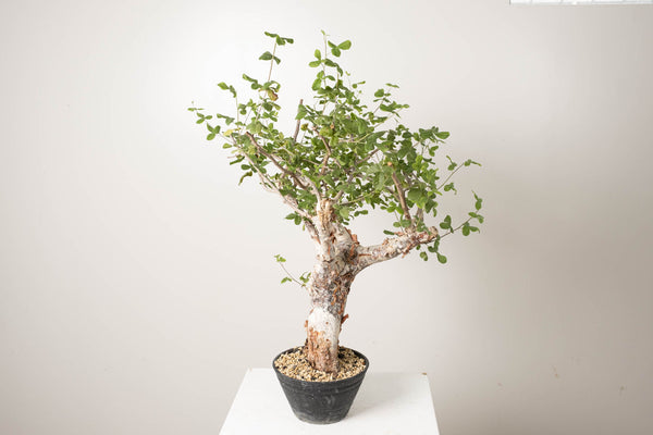 3 発根済  commiphora orbicularis コミフォラ オルビクラリス