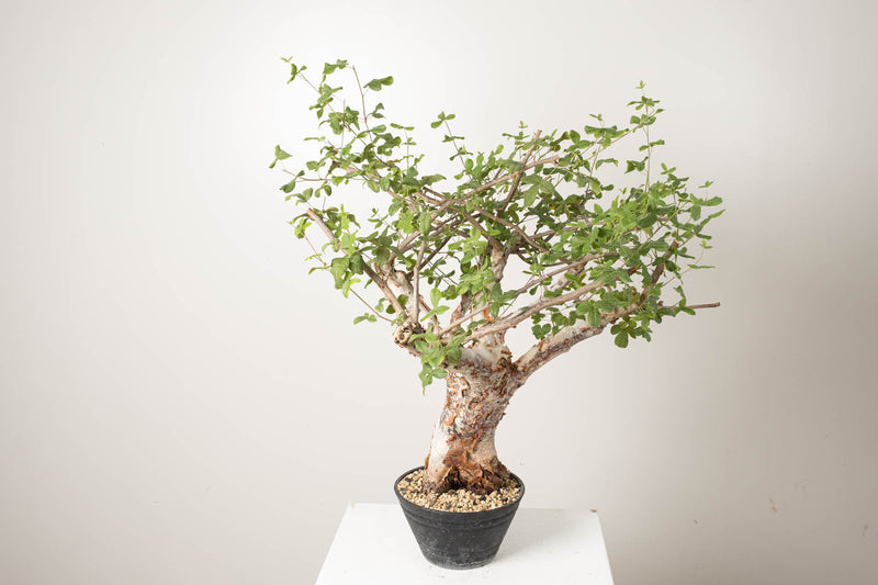 3 発根済  commiphora orbicularis コミフォラ オルビクラリス