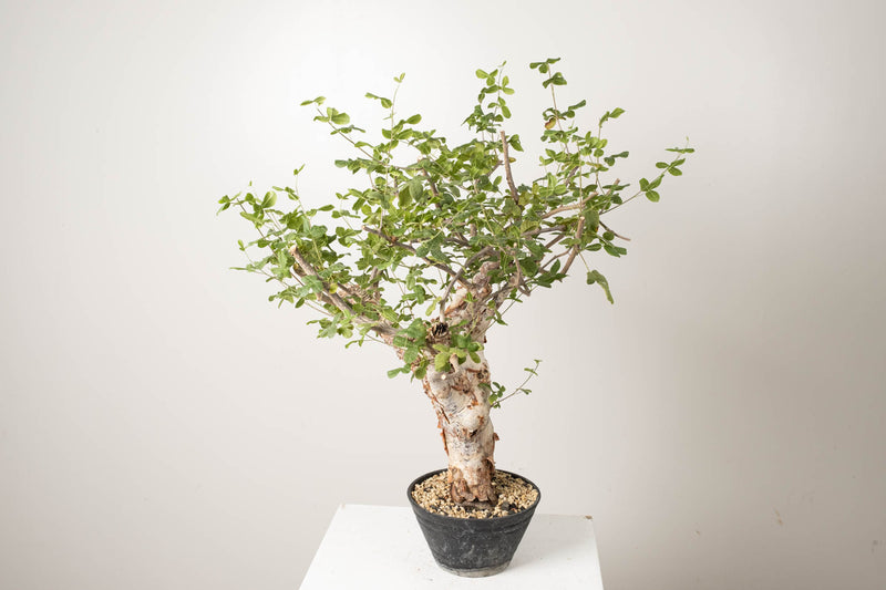 3 発根済  commiphora orbicularis コミフォラ オルビクラリス