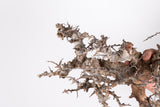 i228- コミフォラ エイル Commiphora sp. somalia eyl