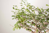 3 発根済  commiphora orbicularis コミフォラ オルビクラリス