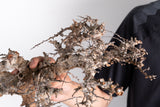 i228- コミフォラ エイル Commiphora sp. somalia eyl