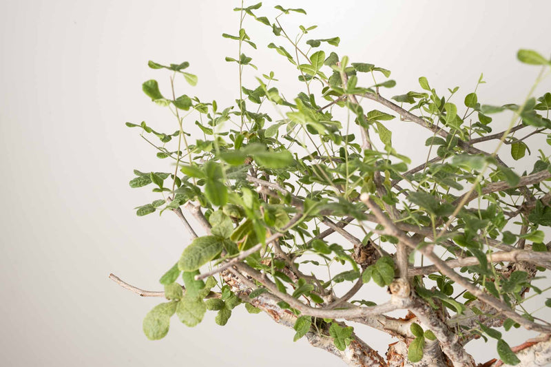 3 発根済  commiphora orbicularis コミフォラ オルビクラリス