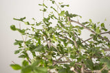3 発根済  commiphora orbicularis コミフォラ オルビクラリス