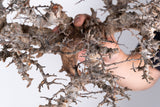 i228- コミフォラ エイル Commiphora sp. somalia eyl