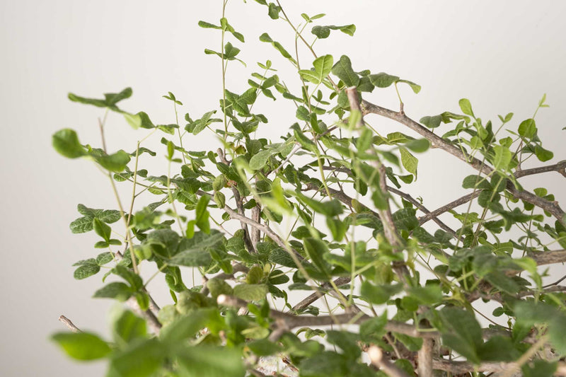 3 発根済  commiphora orbicularis コミフォラ オルビクラリス