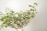 3 発根済  commiphora orbicularis コミフォラ オルビクラリス