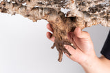 i228- コミフォラ エイル Commiphora sp. somalia eyl