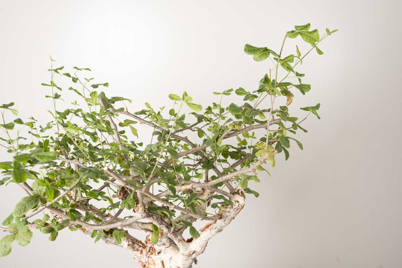 3 発根済  commiphora orbicularis コミフォラ オルビクラリス