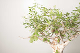 3 発根済  commiphora orbicularis コミフォラ オルビクラリス