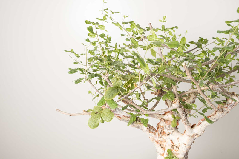 3 発根済  commiphora orbicularis コミフォラ オルビクラリス