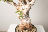 3 発根済  commiphora orbicularis コミフォラ オルビクラリス
