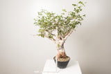 3 発根済  commiphora orbicularis コミフォラ オルビクラリス