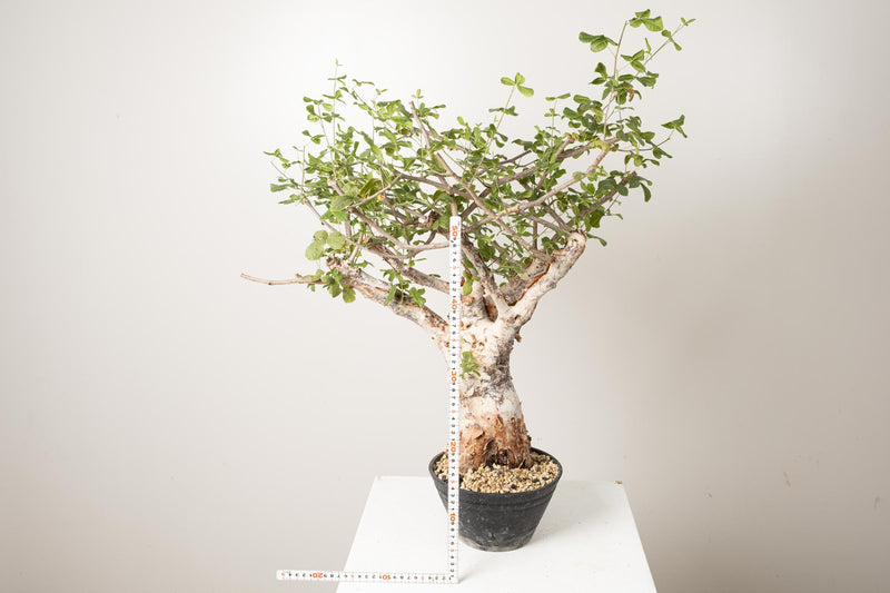 3 発根済  commiphora orbicularis コミフォラ オルビクラリス