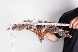i228- コミフォラ エイル Commiphora sp. somalia eyl