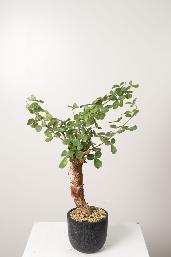 16 発根済   commiphora orbicularis コミフォラ オルビクラリス