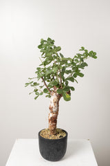 16 発根済   commiphora orbicularis コミフォラ オルビクラリス