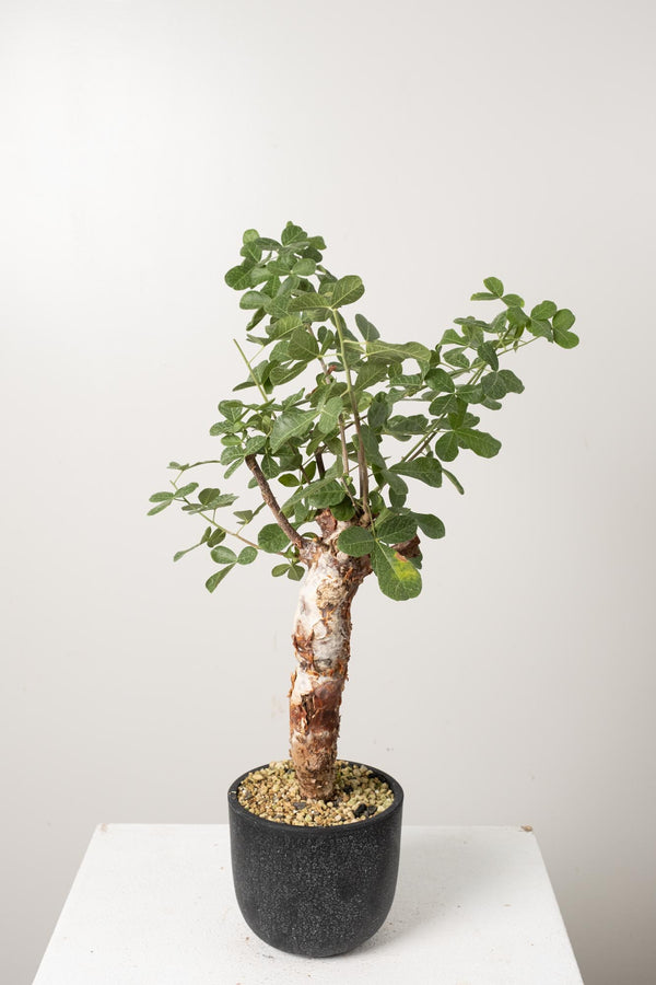 16 発根済   commiphora orbicularis コミフォラ オルビクラリス
