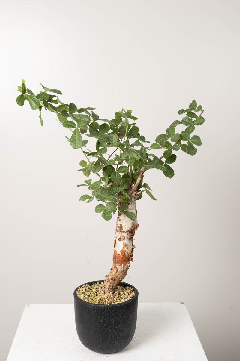 16 発根済   commiphora orbicularis コミフォラ オルビクラリス