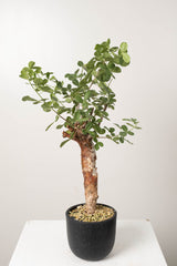 16 発根済   commiphora orbicularis コミフォラ オルビクラリス