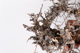 i229- コミフォラ エイル Commiphora sp. somalia eyl
