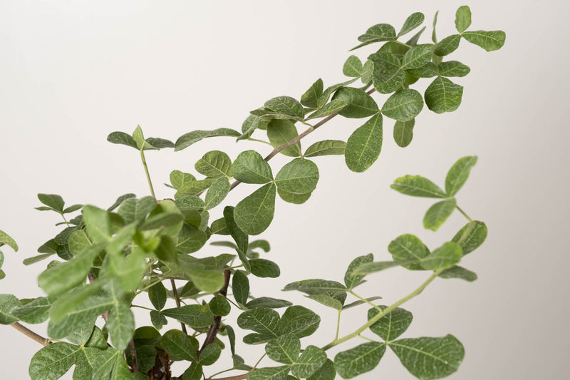 16 発根済   commiphora orbicularis コミフォラ オルビクラリス