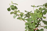 16 発根済   commiphora orbicularis コミフォラ オルビクラリス
