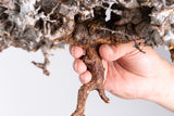 i229- コミフォラ エイル Commiphora sp. somalia eyl