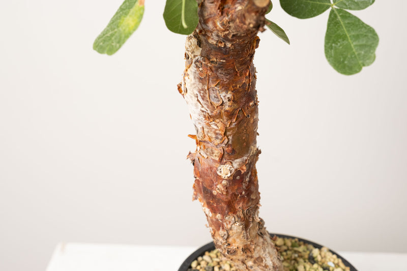 16 発根済   commiphora orbicularis コミフォラ オルビクラリス