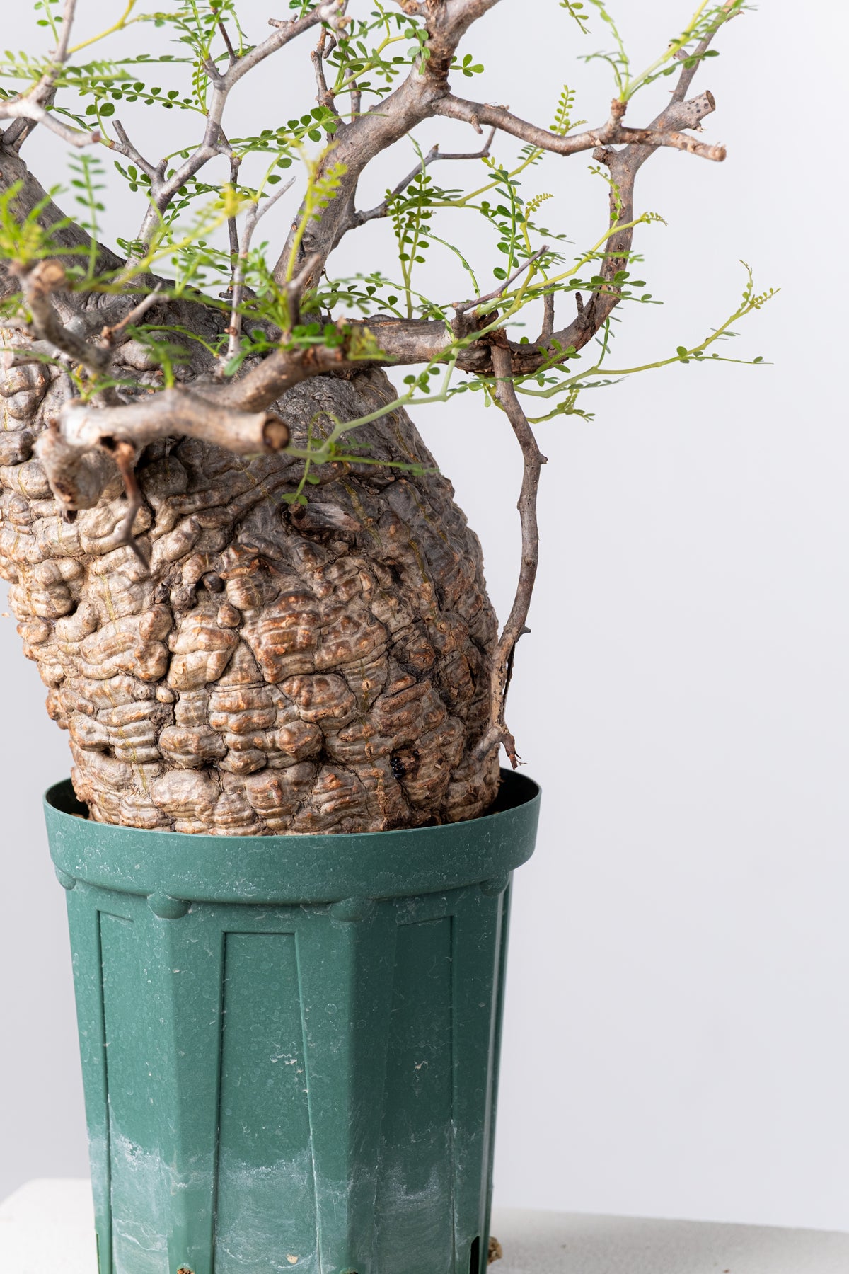 オペルクリカリア・パキプス / OPERCULICARYA PACHYPUS – KOMO