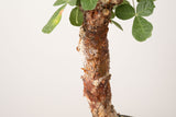 16 発根済   commiphora orbicularis コミフォラ オルビクラリス