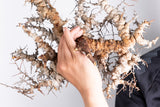 i229- コミフォラ エイル Commiphora sp. somalia eyl