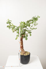 16 発根済   commiphora orbicularis コミフォラ オルビクラリス