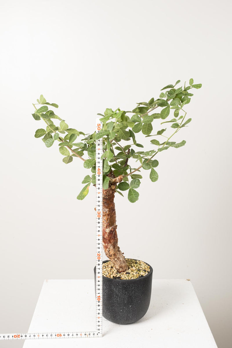 16 発根済   commiphora orbicularis コミフォラ オルビクラリス